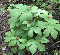 Wild Goldenseal Root Dried Whole 2026 Appalachian Harvest 1 Oz.
