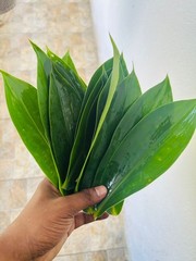 Insulin Plant Leaves (Costus igneus) – Fresh Herbal Leaves – Natural Ayurvedic