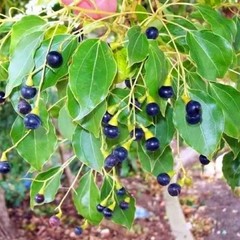 30 True Ceylon Cinnamon Tree Seeds Cinnamomum verum Fast Growing Seeds FREE SHIP