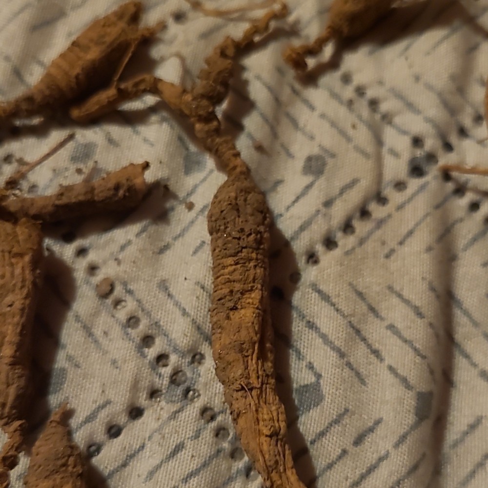 Dried Ginseng Root Herb – Oral Administration, Unisex Adult, Body Area Use