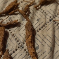 Dried Ginseng Root Herb – Oral Administration, Unisex Adult, Body Area Use