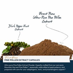 Forest Prana Pine Pollen Extract Capsules – 50:1 Extract – 120 Count Bottle