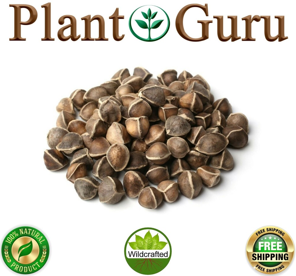 1000 Moringa Oleifera Seeds 10oz WINGLESS Fresh Organic Semillas de Moringa Tree