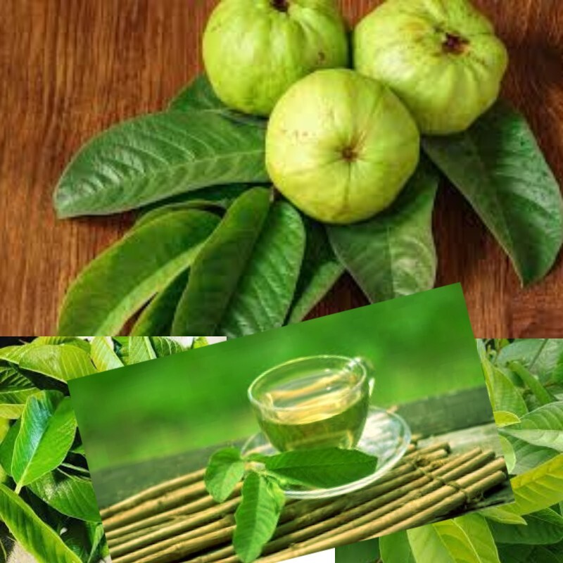60 PCS FRESH ORGANIC GUAVA dried LEAVES 100% herba premium Tea Hojas de psidium