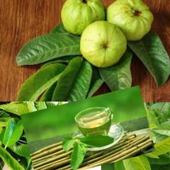 60 PCS FRESH ORGANIC GUAVA dried LEAVES 100% herba premium Tea Hojas de psidium