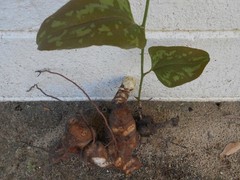 Chaney Root – SMILAX BALBISIANA Cocolmeca ROOTED LIVE PLANT- Herbal 1.5Lbs