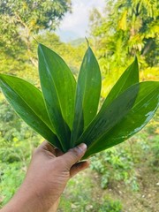 Insulin Plant Leaves (Costus igneus) – Fresh Herbal Leaves – Natural Ayurvedic
