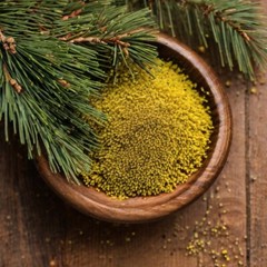 Pine Extract Pine Tincture Liquid Dual Extract Suramin Shikimic Acid Pure USA
