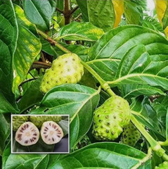 Natural Dried Noni Leaves Powder Ahu Morinda Citrifolia Organic Herb Fruit