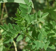 Chinese traditional medicine-KIDNEY SUPPORT COMPLEX-Immunostimulant effects-3B