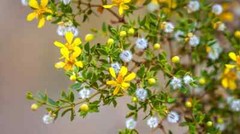 Organic Chaparral Leaf – Gobernadora – Bulk -Larrea tridentata – Creosote Bush