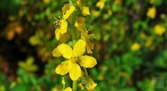 WHOLESALE!! AGRIMONY HERB CUT/SIFTED DRIED BULK TEA NON-GMO-1,2,3,4,5 LBS