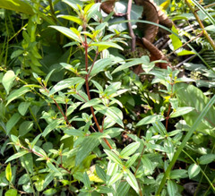 Dried Osbeckia Octandra Melastomatacea Ayurvedic Fatty Liver Cirrhosis Medicine