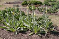 Mullein Leaf Capsules 60ct | Vegan Organic | Natural Lung & Respiratory Support