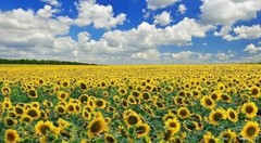 Sunflower root ( Helianthus ) 50g 100g 200g 400g 450g organic from Carpathian