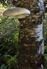 Birch Polypore (Formitopsis Betulina) 2x 1 Oz. Finely ground sample bags.