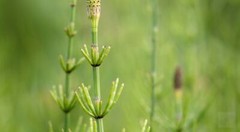 WholeSALE!! Wildcrafted Shavegrass Horsetail PREMIUM Powder-4 oz, 1,2,5 lbs.