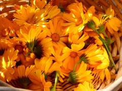 Calendula ~ Fresh Dried