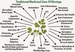 Organic Moringa Seeds | Moringa Oleifera | Dried, Non GMO, Edible,Planting