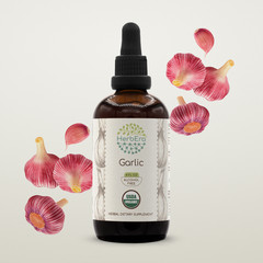 HerbEra Garlic Alcohol-FREE Herbal Extract Tincture, Super-Concentrated Organic