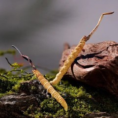 Whole Wild Himalayan Cordyceps Sinensis | 3 Grams | Best Price! | Free Shipping