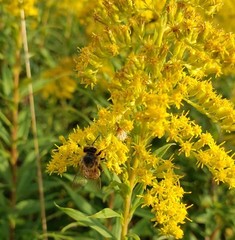 GOLDENROD Herb Dried Bulk Tea Solidago canadensis Golden Rod Apothecary Wiccan
