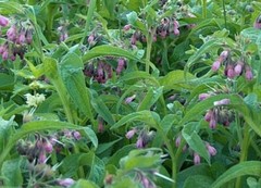 Larkspur ( Comfrey ) Root Symphytum Officinale Organic 100g 200g 400g 450g