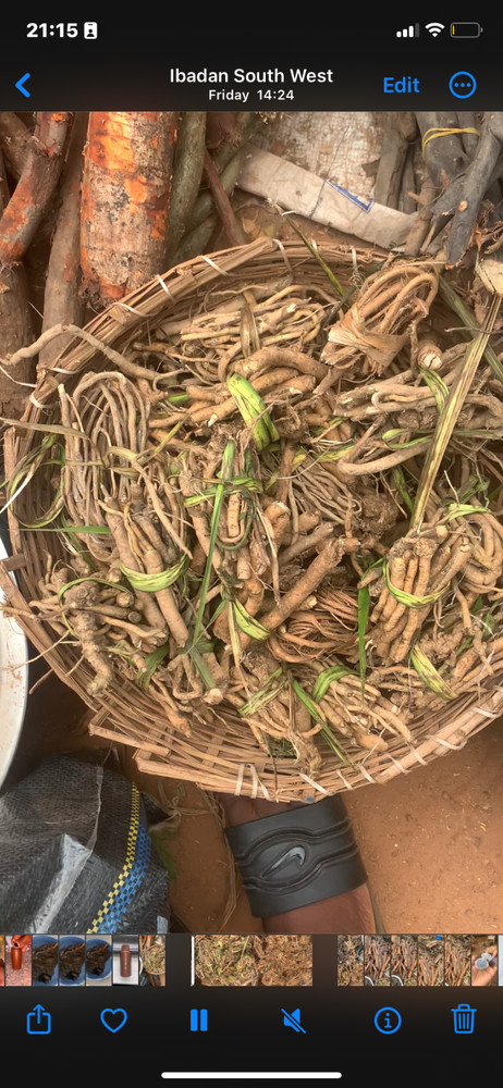 African Manpower Herb For Men: Modia Whitea 1kg. Last Longer