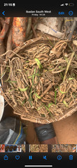 African Manpower Herb For Men: Modia Whitea 1kg. Last Longer
