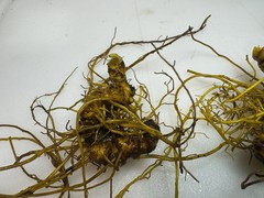 Wild Goldenseal Root Dried Whole 2026 Appalachian Harvest 2 Oz.