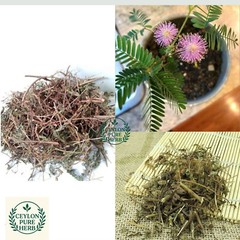 Organic Dried Mimosa Pudica Leaves & Roots 400g Nidikumba Sensitive Plant Rare