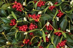 Mistletoe Extract – QUALITY – EASY to use DROPS – Made in the USA