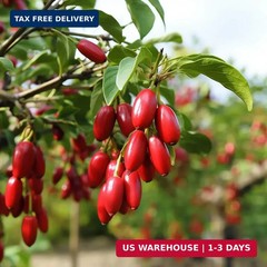 Miracle Berry Seeds – 35 Count – Fresh Synsepalum dulcificum Tropical Red