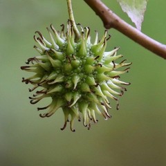 Sweetgum Tincture, Wild Organic Liquidambar Styraciflua Herbal Shikimic Acid