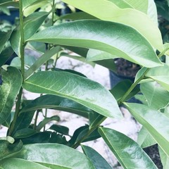 120 Fresh Soursop Graviola Leaves Organic Florida Picked Same Day of Delivery
