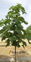200 Seeds Paulownia Princess Tree Fastest Growing Deciduous Decorative Plants