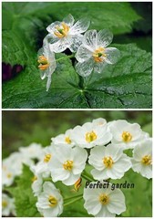 5 Seeds Diphylleia Grayi Skeleton Flower White Crystal Petals Perennial Plants