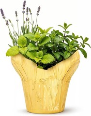 Stress Relief Live Plant Trio – Lemon Balm, Lavender, Mint