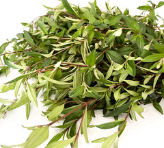 Dried Osbeckia Octandra Melastomatacea Ayurvedic Fatty Liver Cirrhosis Medicine
