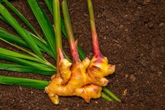 100 Seeds Zingiber Officinale Ginger Root Perennial Herbaceous Useful Plants