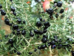 20 Seeds Lycium Ruthenicum Black Fruit Wolfberry Siyah Goji Kaokee Organic Berry