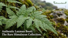 Laxman Booti (Lakshmana) – Gubha/Sanjeevani – Rare Himalayan Herb -400 GRAMS