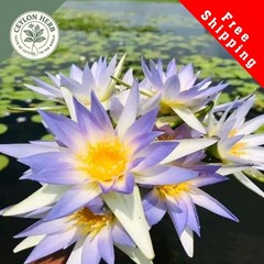 Dried Rare Real Egyptian Blue Lotus Flower(Nymphaea nouchali var.caerulea)Ceylon