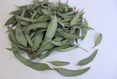 ORGANIC Herbal Loose Dried EUCALYPTUS LEAF,Cold,Flu,Congestion, Natural No GMO