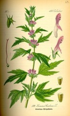 WILD MOTHERWORT HERB DRIED APOTHECARY HERBAL 4oz 100% BULK TEA Fast USA