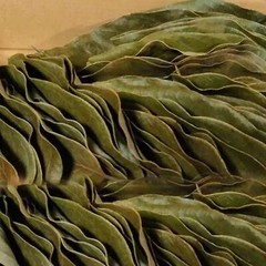 60 PCS Dried Avacado Leave Hojas De Aguacate Seca 100% Natural