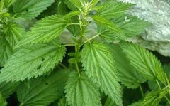 Stingign Nettle Seeds ( Urtica dioica ) ORGANIC from Carpathian mountain UA