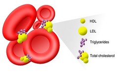 Cholesterol supplement -CHOLESTEROL RELIEF- Can raise HDL (good) cholesterol -60