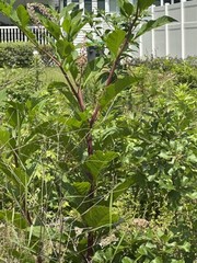 POKEBERRY ROOT & CASTOR OIL LYMPHATIC SUPPORT