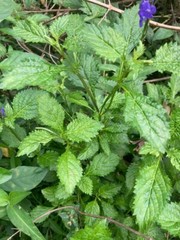 Dried Organic Blue Vervain Herb Leaves Blue Potterweed Jamaican 100g